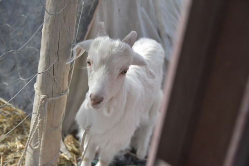 探寻网络新现象：代号肉鸽免广告的秘密，如何挑战传统广告模式？